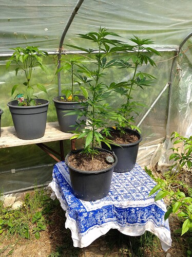 Grow25_0514_01