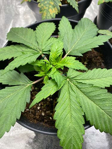 Growreport Bild 4