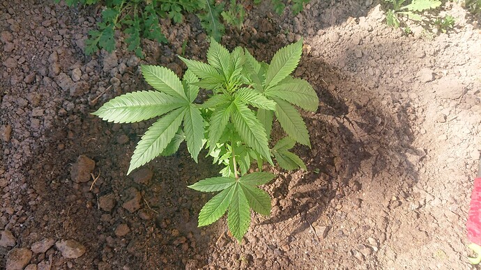 Growreport Bild 33