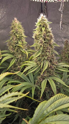 Growreport Bild 16