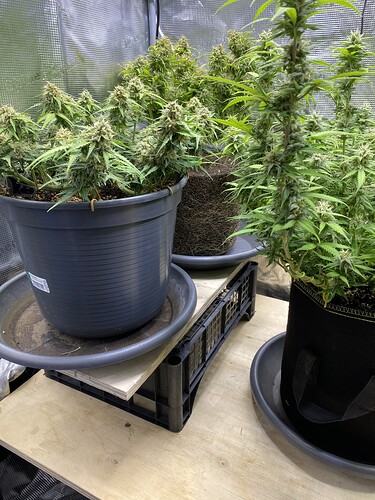 Growreport Bild 84