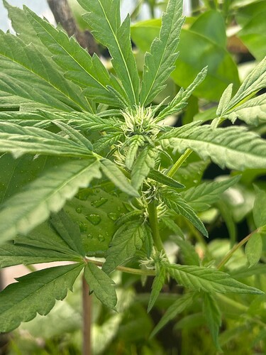 Growreport Bild 33