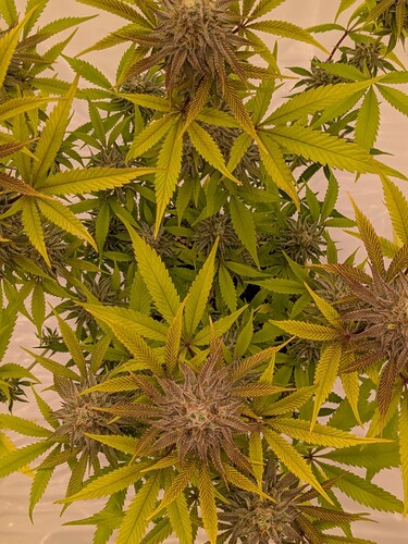 PXL_20240706_160213604