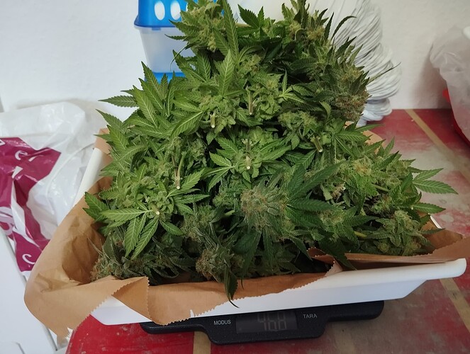 Growreport Bild 23