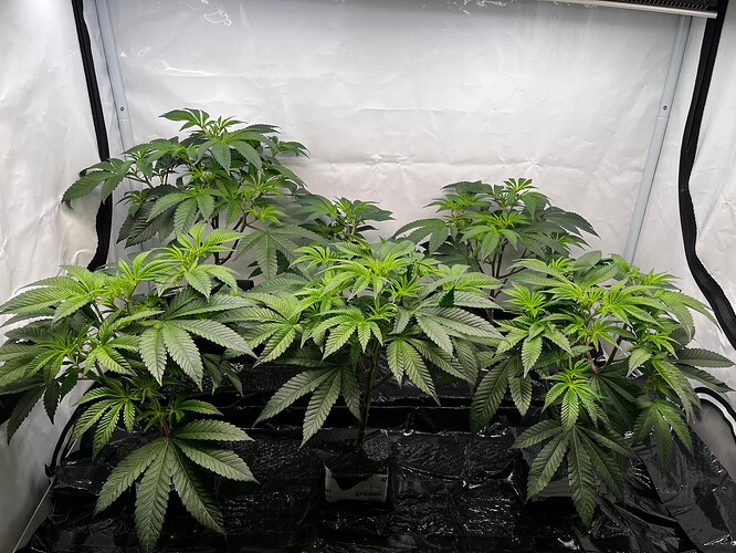 Growreport Bild 7