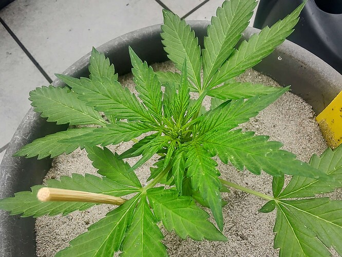 Growreport Bild 6