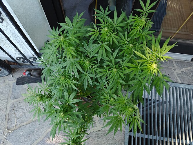 Growreport Bild 4