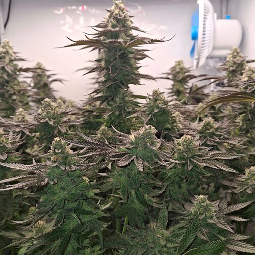 476384175_122168870906293599_7302216339835220116_n