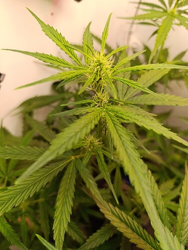 Growreport Bild 57