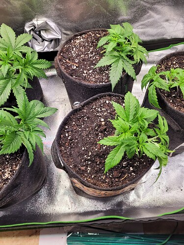 Growreport Bild 13