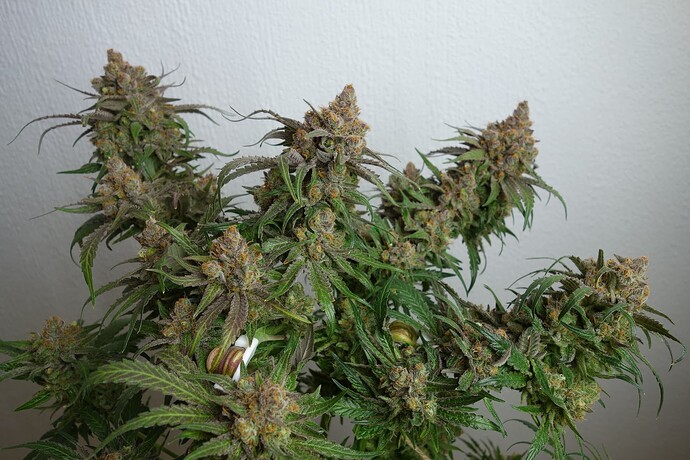Growreport Bild 3