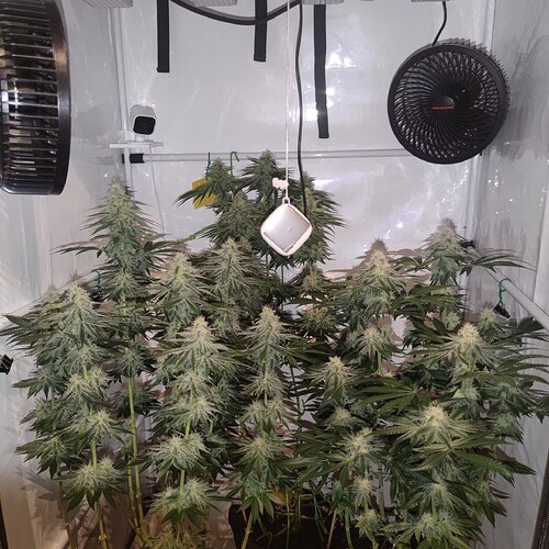 Growreport Bild 4