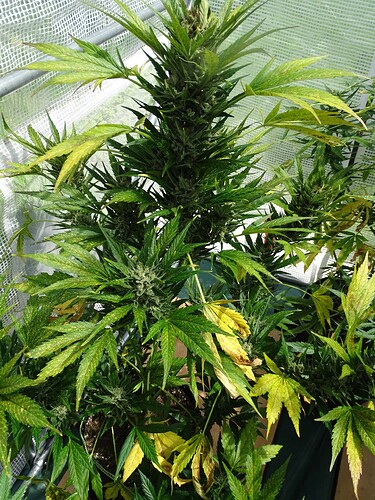 Growreport Bild 21