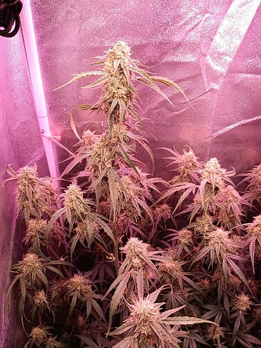 Growreport Bild 25