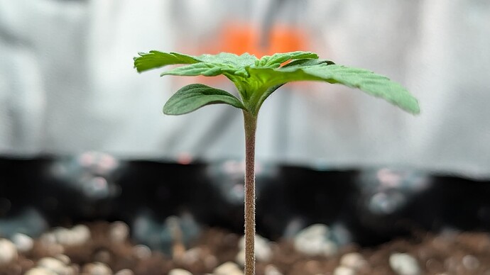 PXL_20240703_184752367