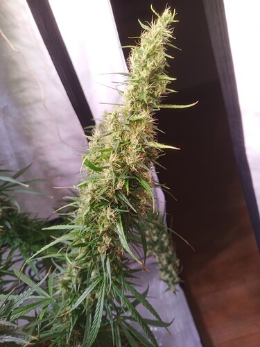 Growreport Bild 3