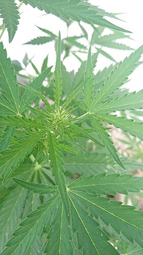 Growreport Bild 84