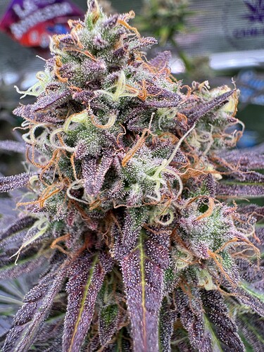 Growreport Bild 37