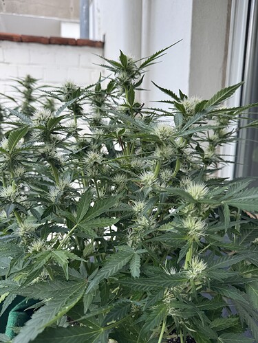 Growreport Bild 17
