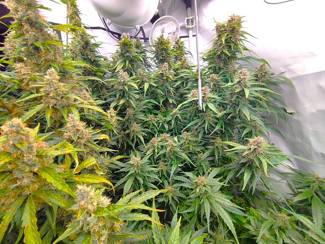 Growreport Bild 43