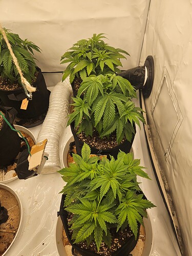 Growreport Bild 17