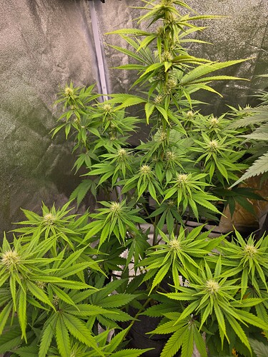 Growreport Bild 3