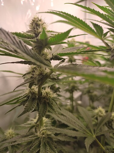 Growreport Bild 23