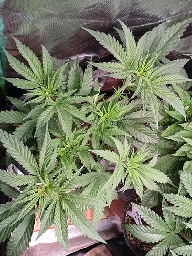 Growreport Bild 4