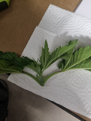 Growreport Bild 7