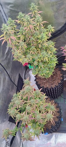 IMG_20251221_203807823_HDR