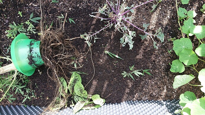 Growreport Bild 2