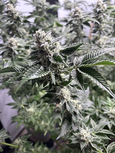 Growreport Bild 45