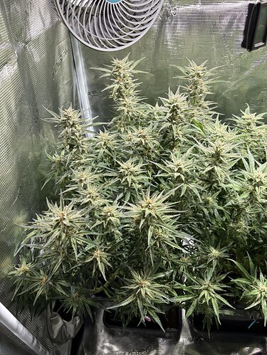 Growreport Bild 2