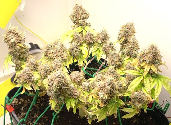 Growreport Bild 2