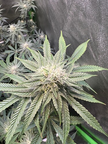 Growreport Bild 2