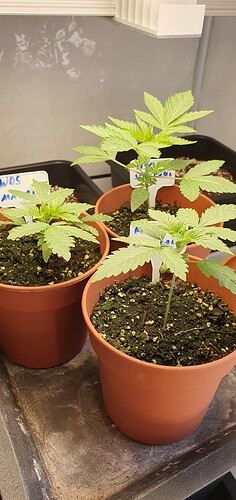 Growreport Bild 1