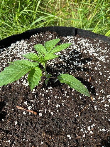 Growreport Bild 3