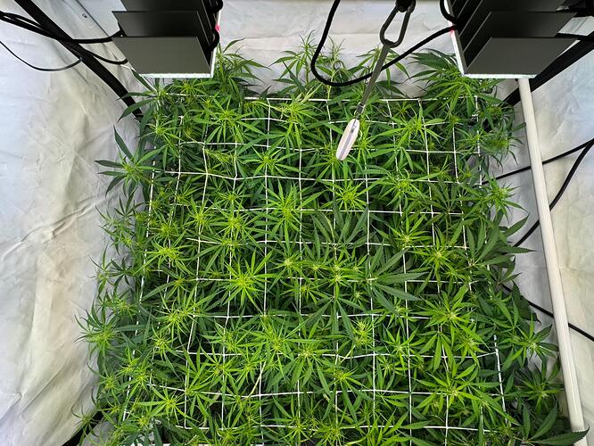 Growreport Bild 2