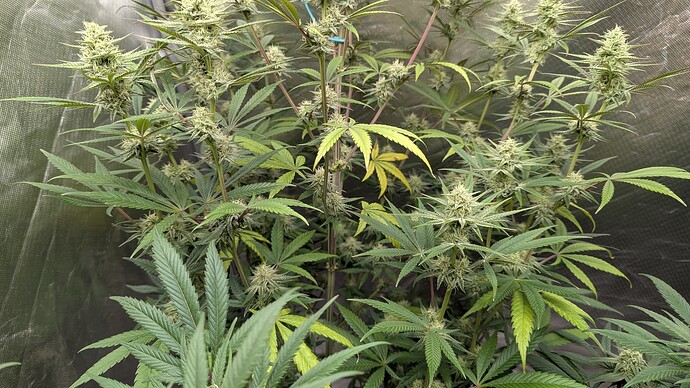 Growreport Bild 5