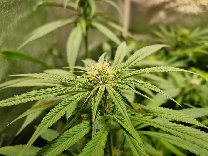 Nahaufnahme einer Cannabis-Pflanze im frühen Blütestadium mit sichtbaren weißen Blütenstempeln.