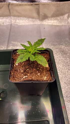 Growreport Bild 21