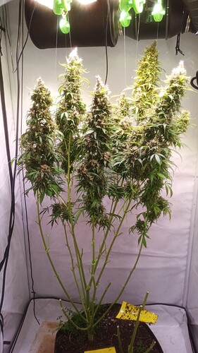 Growreport Bild 12