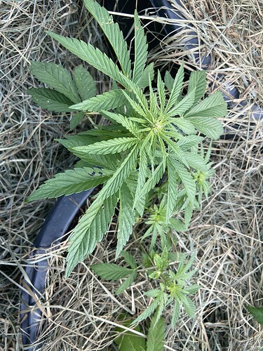 Growreport Bild 3