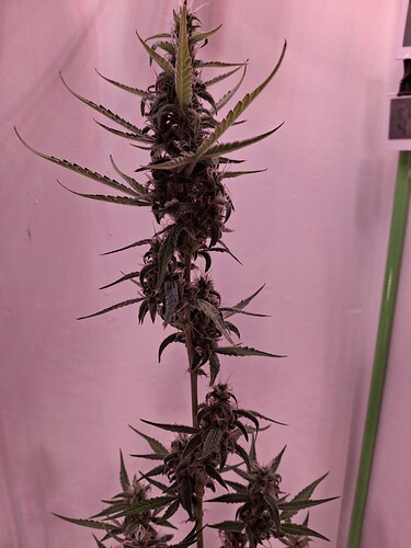 Growreport Bild 228