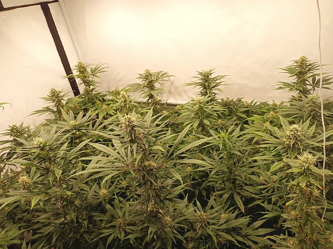Growreport Bild 49