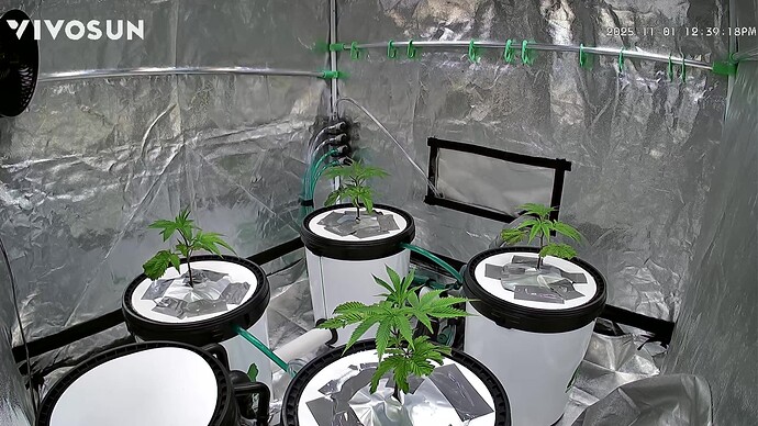 Growreport Bild 4