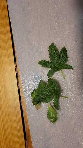 Growreport Bild 4