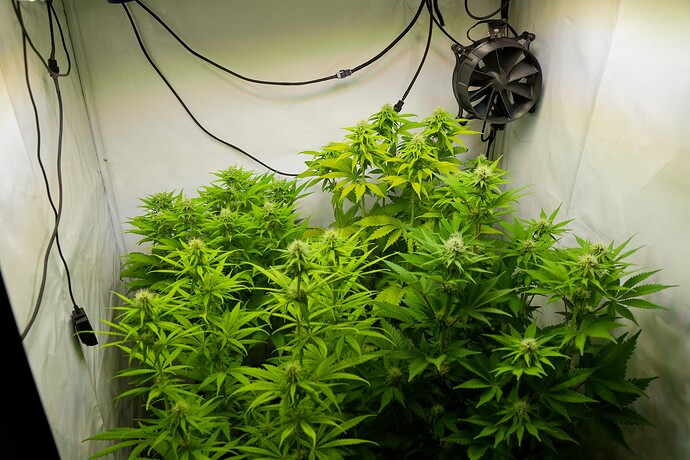 Growreport Bild 9
