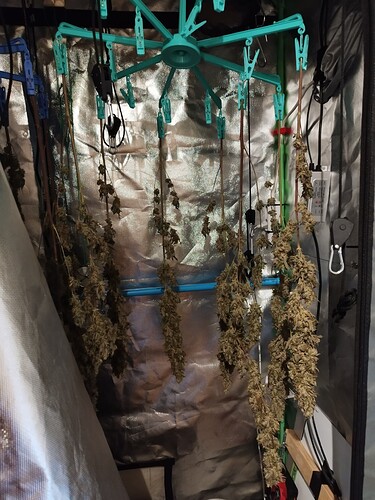 Mehrere Cannabis-Pflanzenzweige hängen zum Trocknen an einem Aufhänger in einer Growbox.