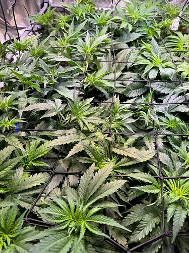 Growreport Bild 2